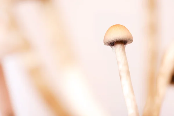 stock image Mushrooms