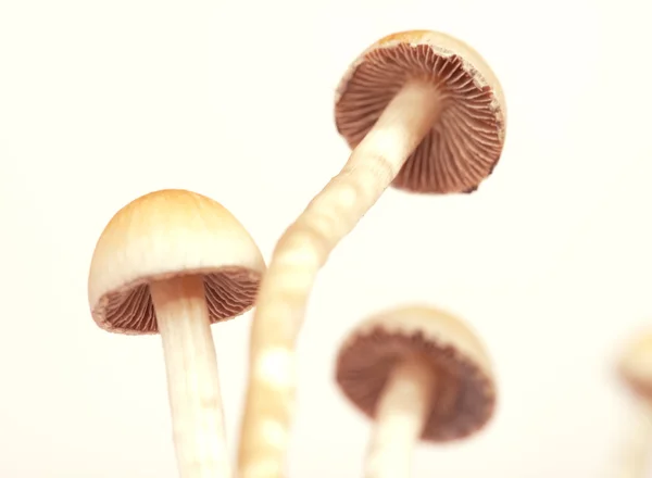 stock image Mushrooms