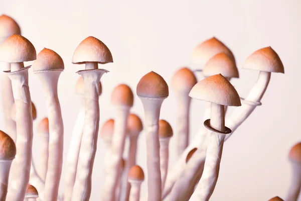 stock image Mushrooms