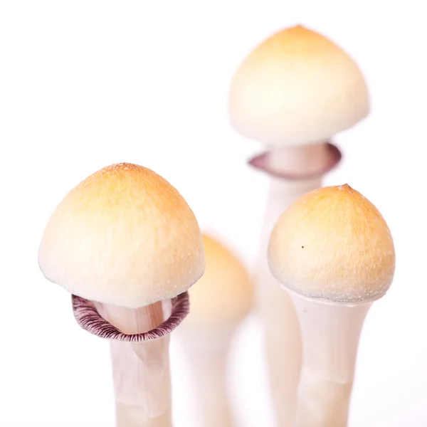 stock image Mushrooms