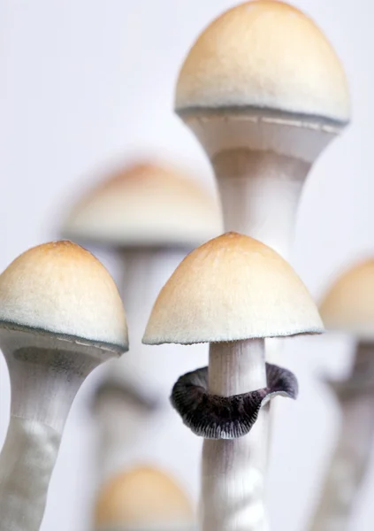 stock image Mushrooms