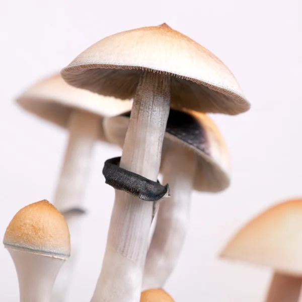 stock image Mushrooms