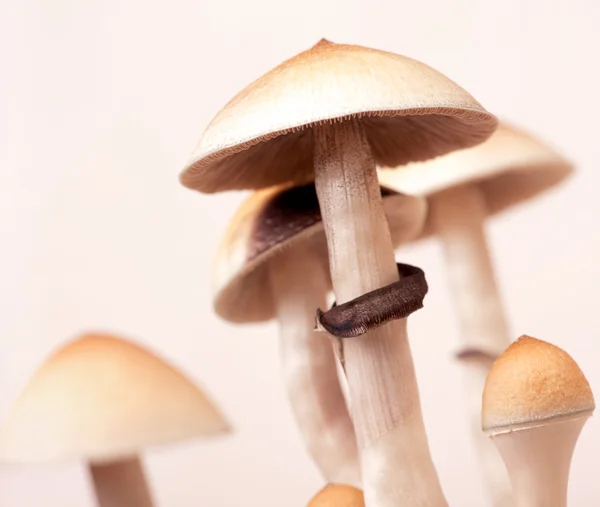 stock image Mushrooms