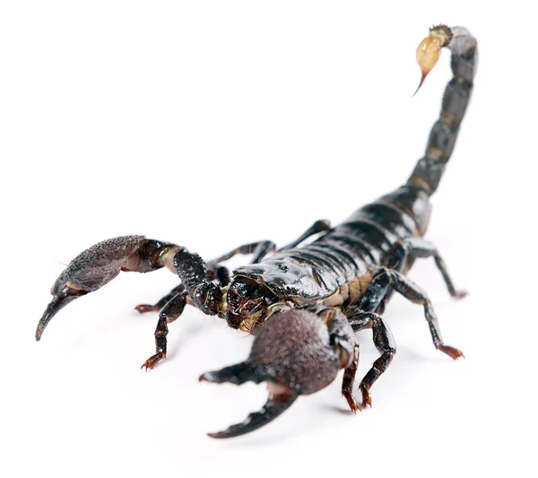 Skorpion — Zdjęcie stockowe