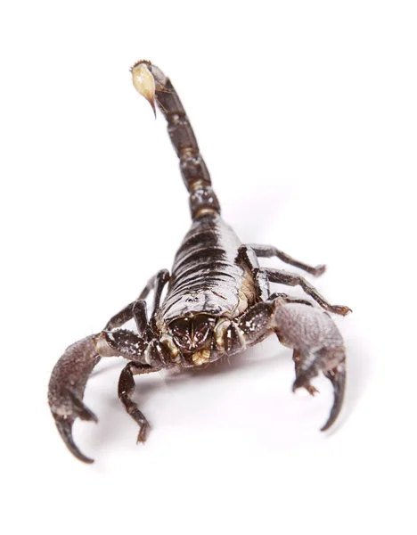 蝎子 — 图库照片