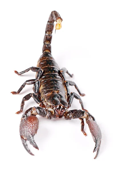 Escorpião — Fotografia de Stock