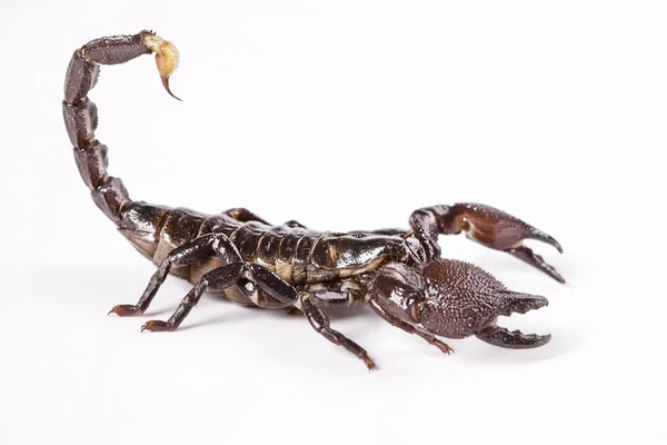 Scorpion — Stock Photo, Image