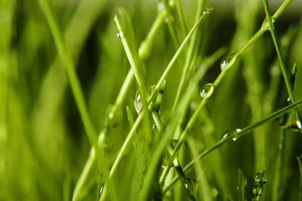 Зелена трава — стокове фото