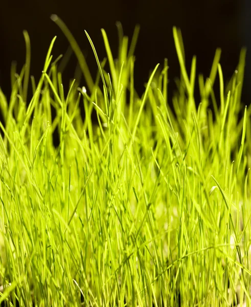Hierba verde —  Fotos de Stock