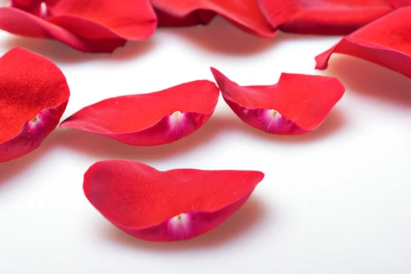 stock image Rose petals