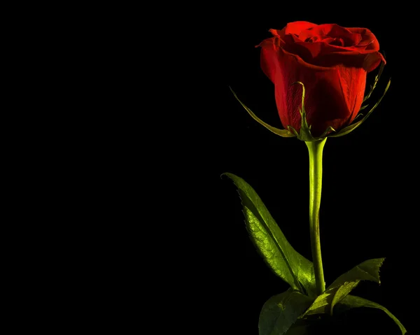 Rosa su nero — Foto Stock