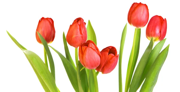 Tulips Royalty Free Stock Images