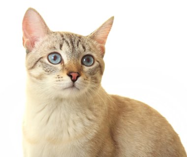 mavi gözlü Tay kedi.