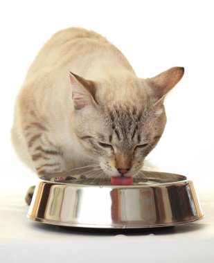 Cat drinking water. clipart