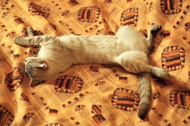 Cat sleeps without hind legs. clipart
