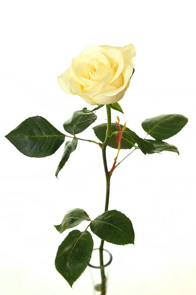 Krásná růže. — Stock fotografie