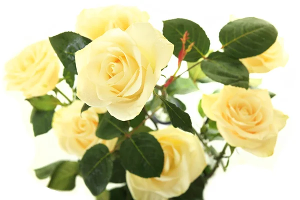 Beautiful bouquet roses. — Stock Photo, Image
