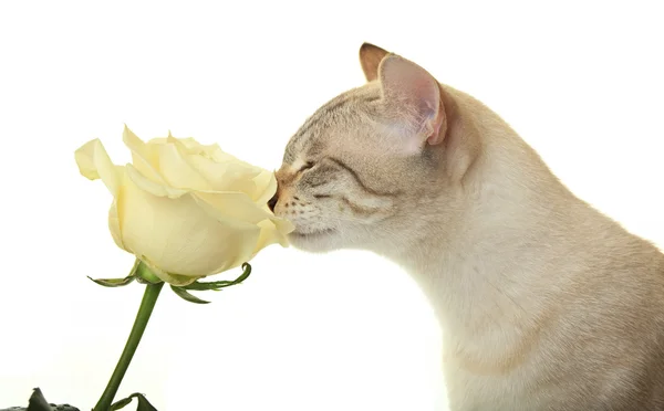 Kočka čichání růže. — Stock fotografie