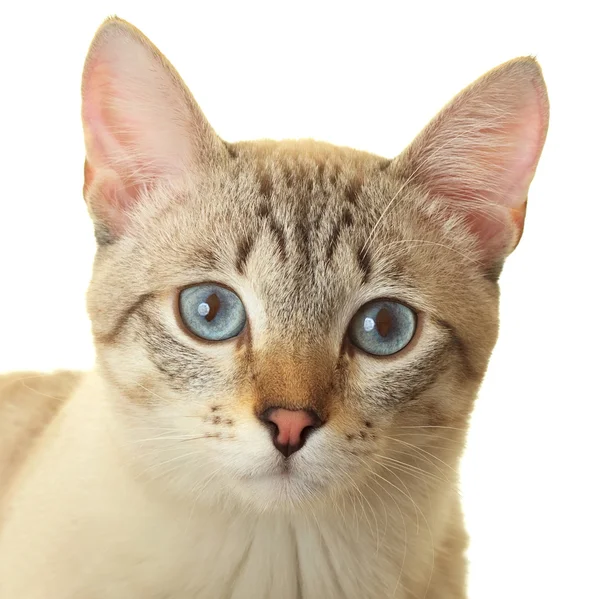 Gatto tailandese con gli occhi azzurri . — Foto Stock