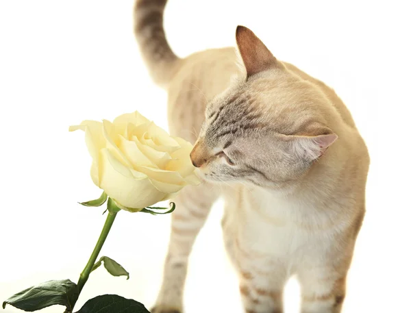 Rose reniflante chat . — Photo