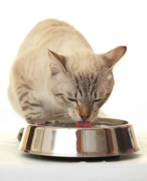 水を飲む猫. — ストック写真