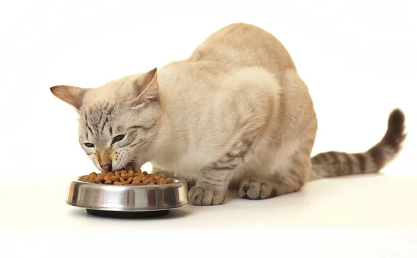 Kediyi yiyecek kuru gıda. Stok Fotoğraf