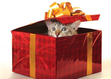 kedi hediye olarak.