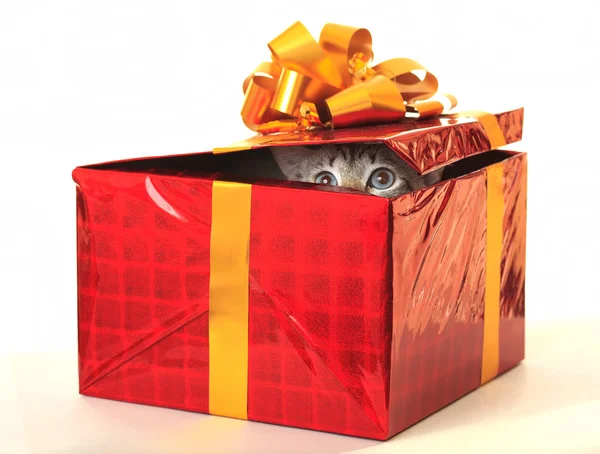 Cat as a gift. — Stock Photo, Image