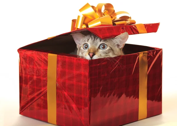 Cat as a gift. — Stock Photo, Image