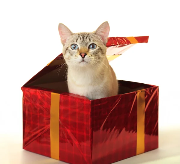 Kat als een geschenk. — Stockfoto