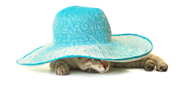 Katze mit blauem Strohhut. — Stockfoto
