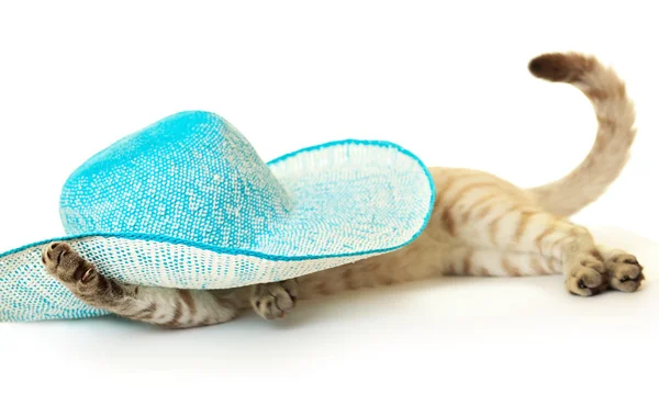 Γάτα στο μπλε ψάθινο καπέλο. — Φωτογραφία Αρχείου