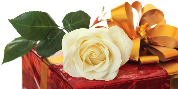 Rose as a gift. — Stock Photo, Image