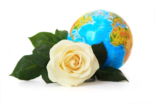 Witte roos op een achtergrond van de wereld. — Stockfoto