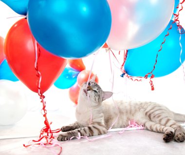 Balonlar ile oynayan kedi.