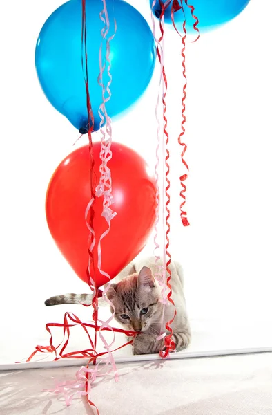 Stock image Cat playing with balloons.