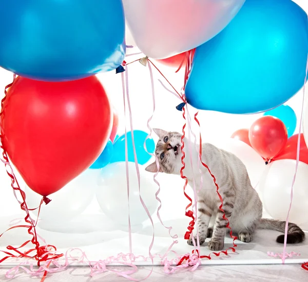 stock image Cat playing with balloons.