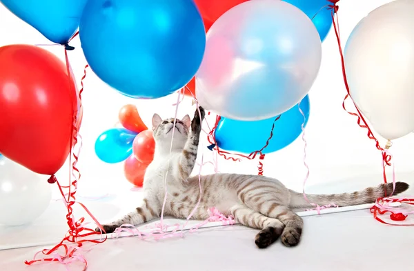 stock image Cat playing with balloons.