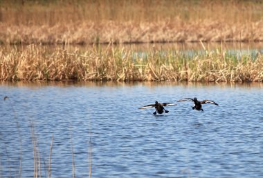 Ördek (Aythya fuligula)