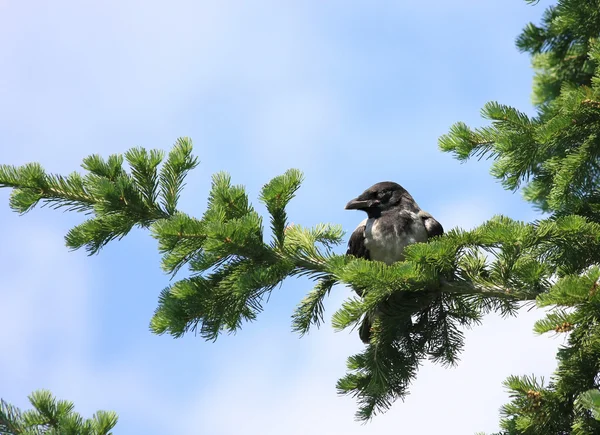 Giovane pollastrella corvi fuori dal nido . — Foto Stock