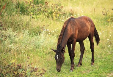 Foal graze in the countryside.