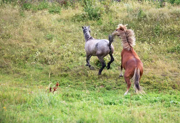 Ухаживание за лошадьми . — стоковое фото