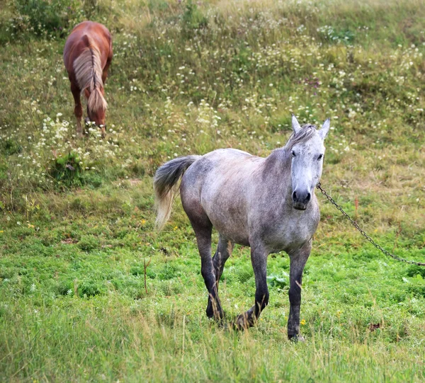 Pferde auf einer Weide. — Stockfoto