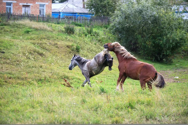 Залицяння коней . — стокове фото