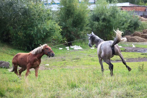 Zaloty koni. — Zdjęcie stockowe