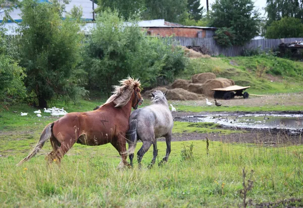 Uppvaktning hästar. — Stockfoto
