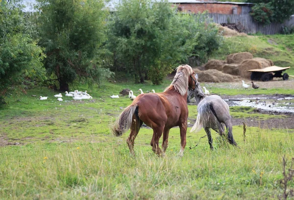 Courtship horses. — Stock Photo, Image