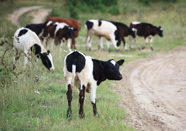 Le mucche pascolano in campagna . — Foto Stock