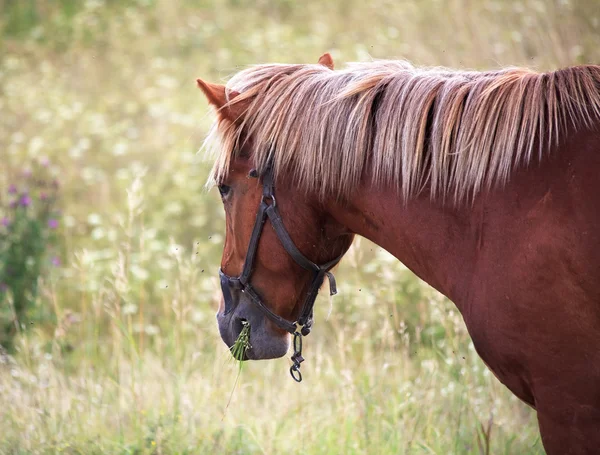 Koń żuje trawa. — Zdjęcie stockowe