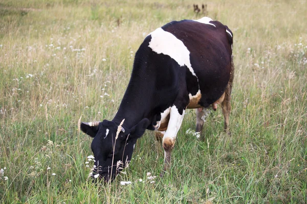 Vaca pastoreia no campo . — Fotografia de Stock
